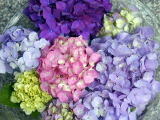 紫陽花の彩り