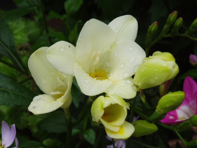 フリージアの花