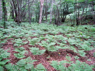 しだの草 いっぱいの緑