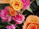 綺麗な薔薇の花