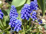 葡萄の逆さま・・・・ムスカリの花