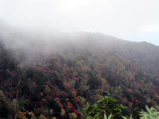 紅葉